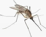 111576722_unichtozhenie-komarov